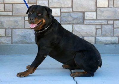 Black and brown Rottweiler dog sitting on concrete with tongue out, against stone wall.