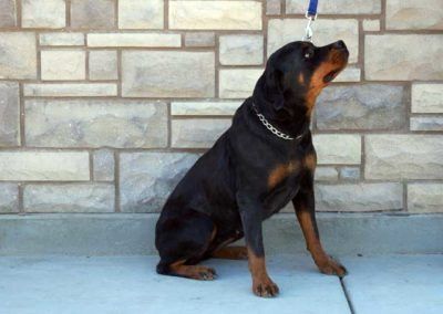 Rottweiler dog on leash sitting, looking up, with a brick wall background.