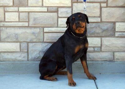 Rottweiler dog sitting in front of a stone wall, wearing a collar and leash.