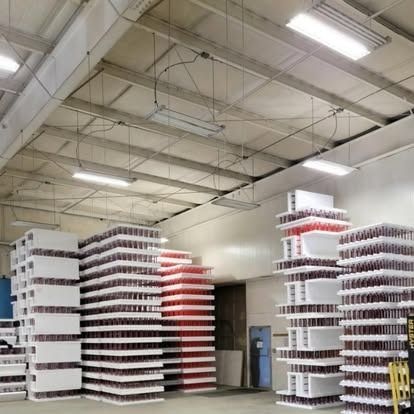 Tall, organized stacks of styrofoam trays holding red bottles fill a bright, industrial warehouse space.
