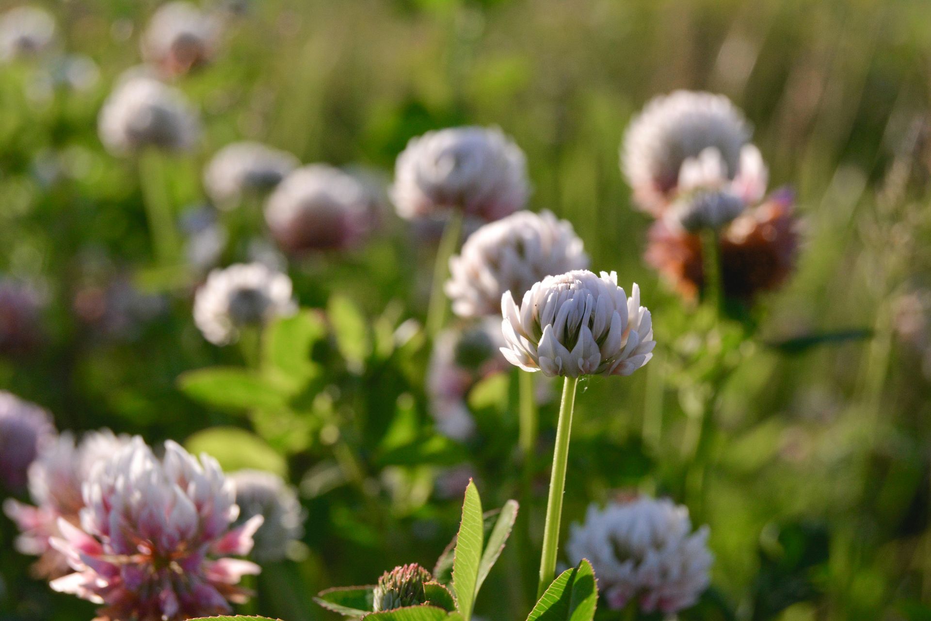 White Clovers