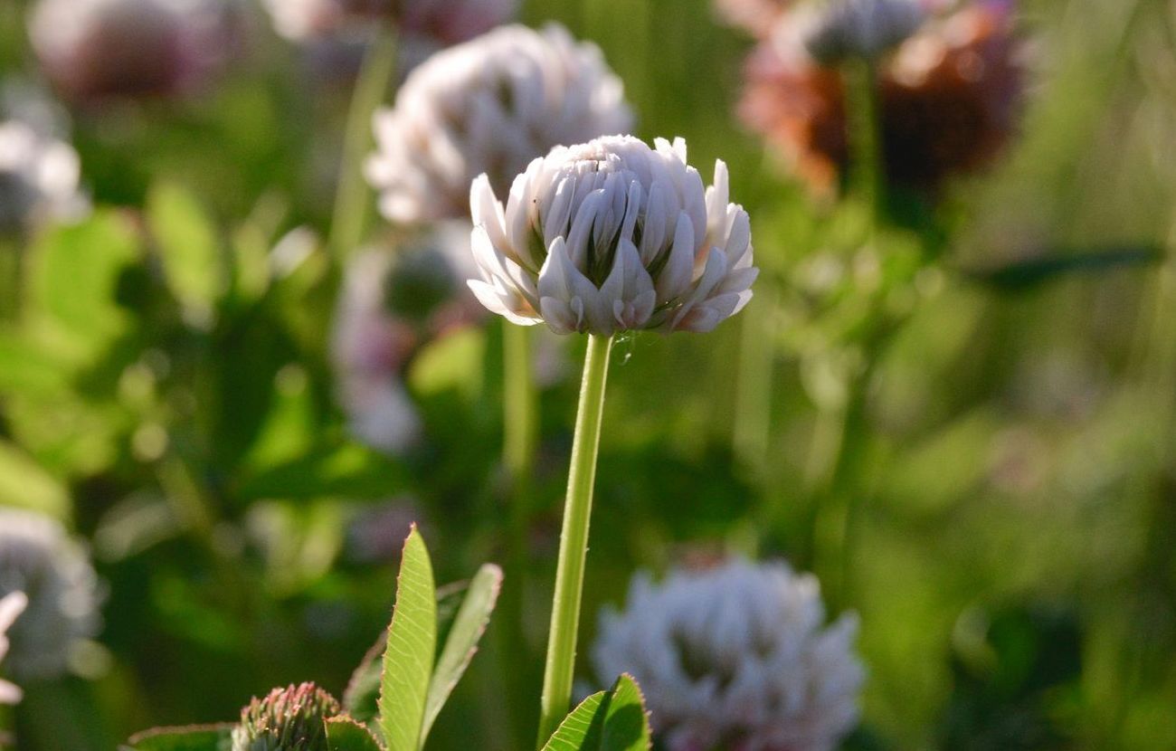 White clover flower