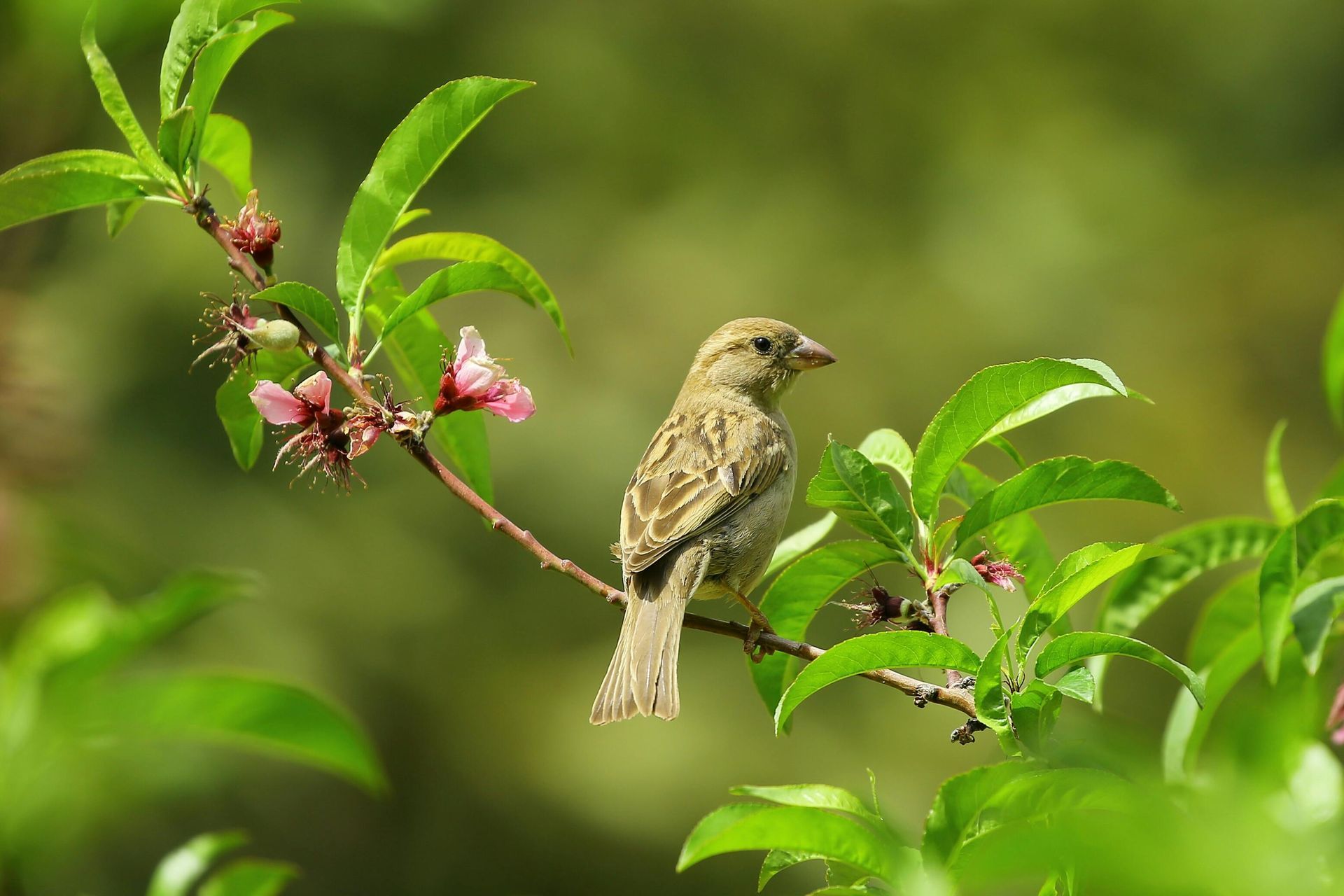 A sparrow on a branch - Encouragement for When You Feel Worthless and How to Know Your Worth in God