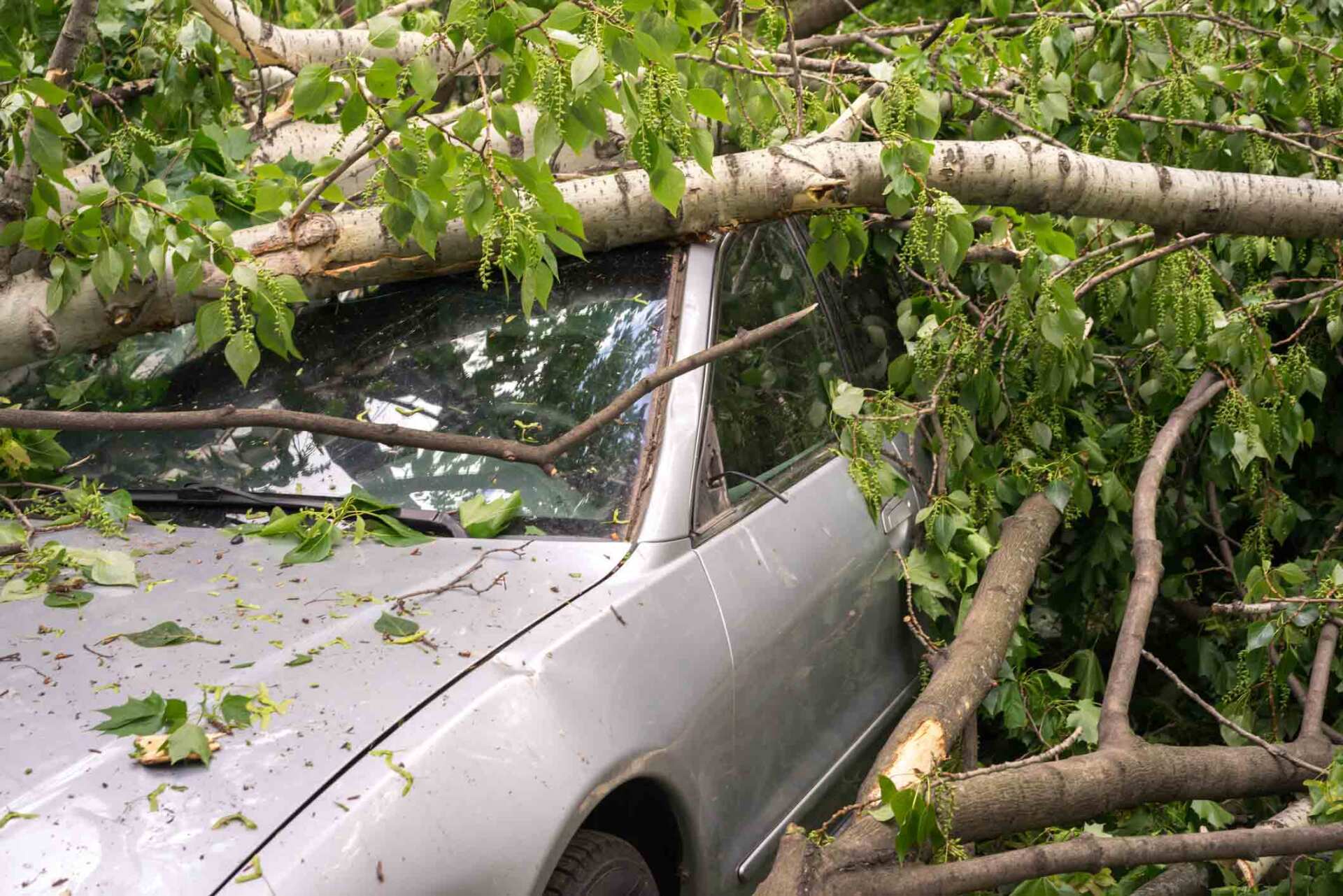 Broken Car Due To Fallen Tree — Tewksbury, MA — Clean-Sweep Tree Service