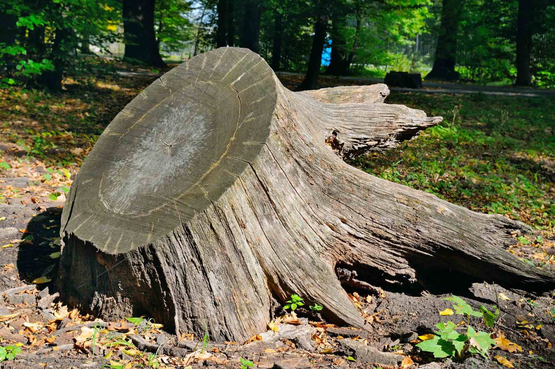 Stump Grinding — Tewksbury, MA — Clean-Sweep Tree Service