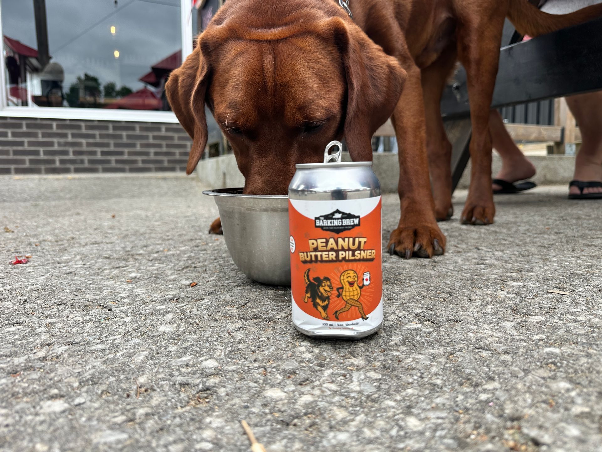 Dog drinking Barking Brew.