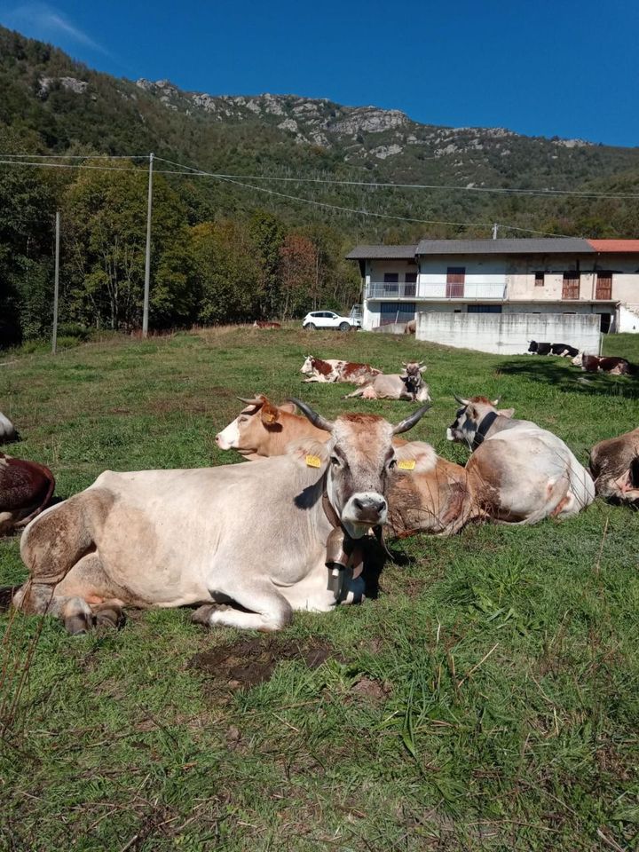 Vacche al pascolo al sole