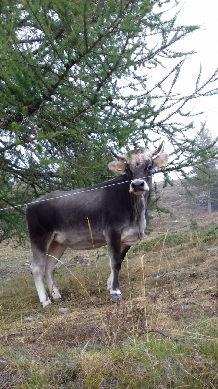 Vacca Alpina in foto