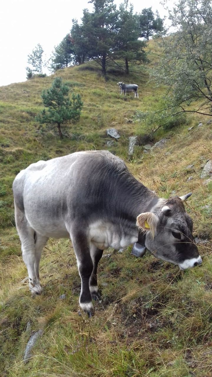 Vacca alpina al pascolo