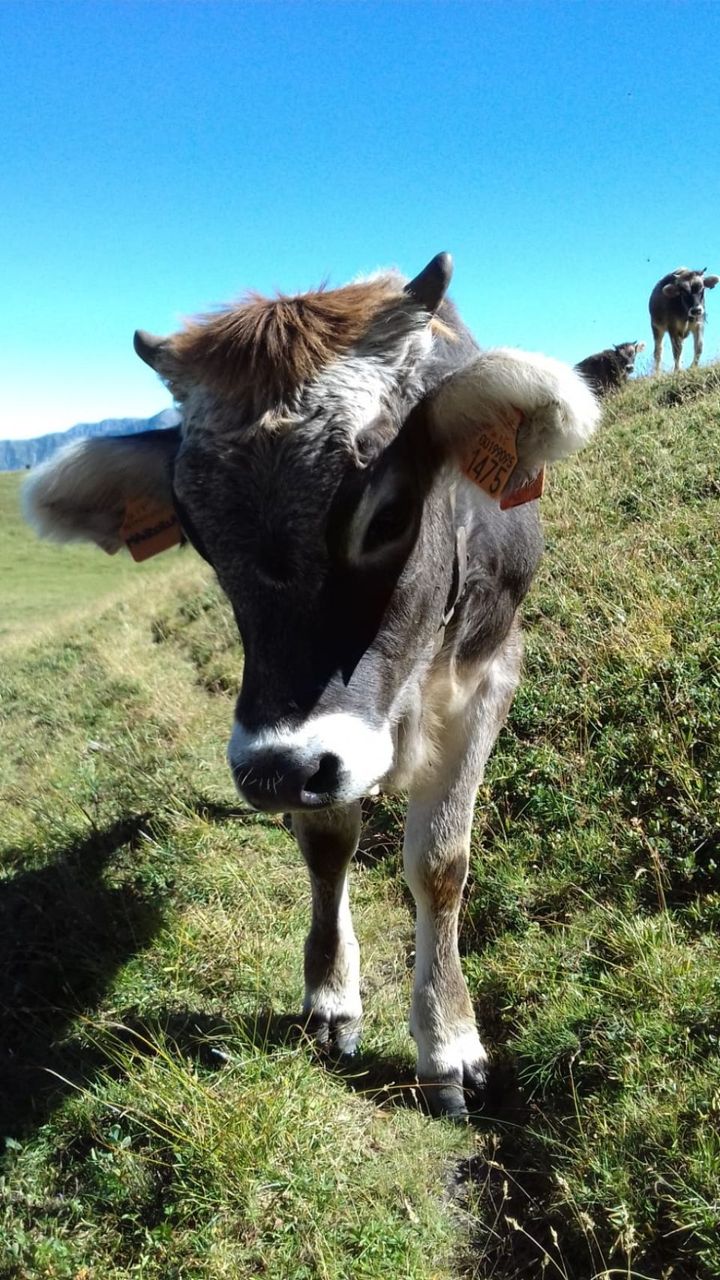 Vacca alpina