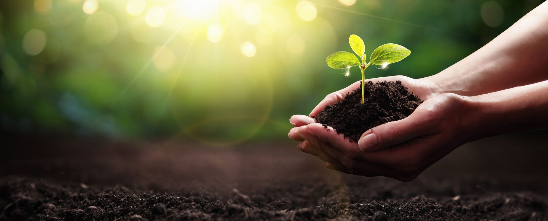 A person is holding a small plant in their hands.