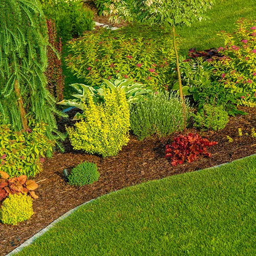 Lush garden bed with various green and yellow shrubs, edged by a green lawn, covered in brown mulch.