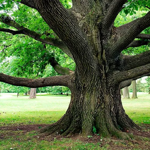 Large oak tree with thick trunk and sprawling branches in a grassy park.