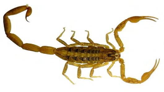 CASA JARDÍN INDUSTRIA - ¿Problemas con alacranes? CASA JARDÍN INDUSTRIA - ¿Problemas con alacranes?