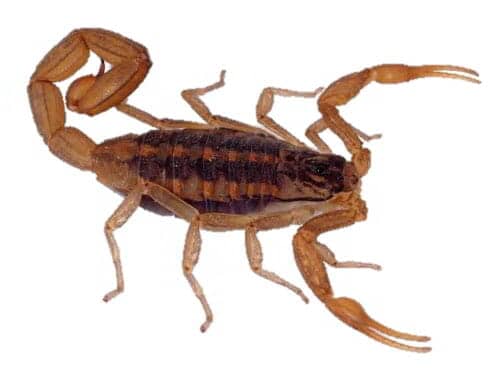 CASA JARDÍN INDUSTRIA - Centruroides infamatus CASA JARDÍN INDUSTRIA - Centruroides infamatus