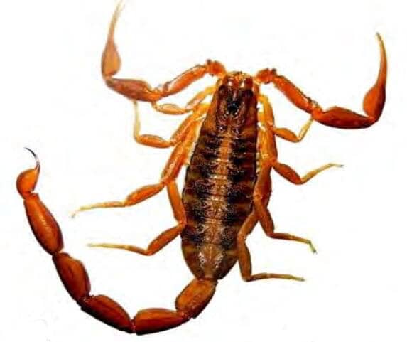 CASA JARDÍN INDUSTRIA - Centruroides ornatus CASA JARDÍN INDUSTRIA - Centruroides ornatus