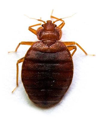 CASA JARDÍN INDUSTRIA - Chinche de cama Cimex lectularius CASA JARDÍN INDUSTRIA - Chinche de cama Cimex lectularius