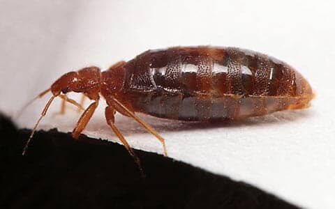 CASA JARDÍN INDUSTRIA - Control de plagas de chinches