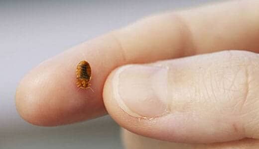 CASA JARDÍN INDUSTRIA - Picaduras de chinche CASA JARDÍN INDUSTRIA - Picaduras de chinche