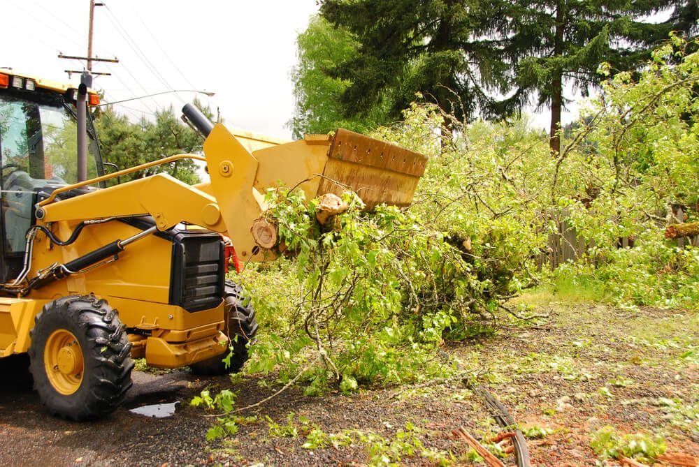 A Yellow Tractor Is Clearing A Forest Of Fallen Trees — NDC Earthworks in Gympie, QLD