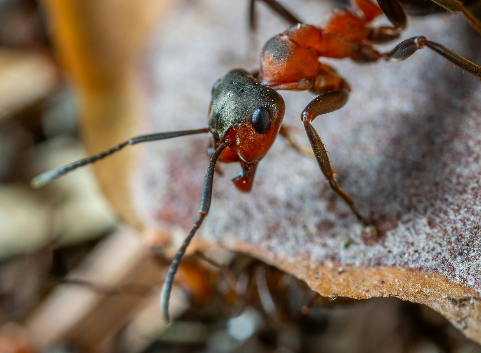 A close up of a red ant on a leaf