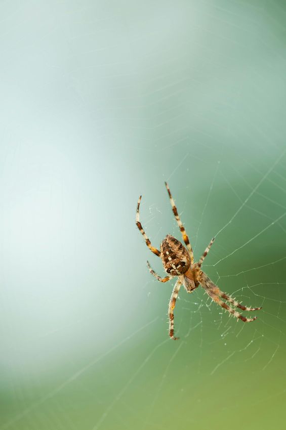 A close up of a spider on a web