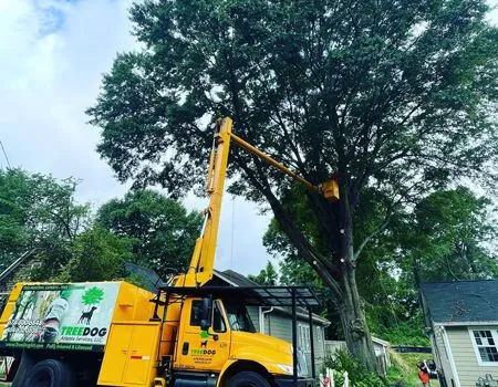 Yellow utility truck with an extended boom trimming a large tree in a residential yard