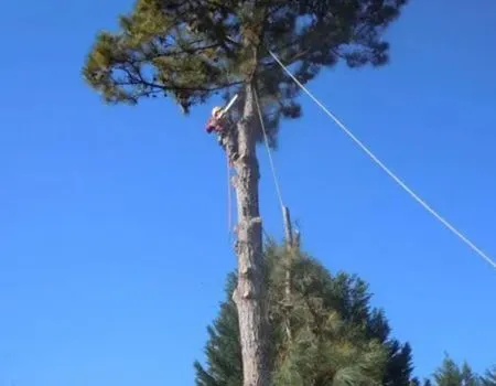 Arborist climbing a tall pine tree against a clear blue sky, with ropes attached.