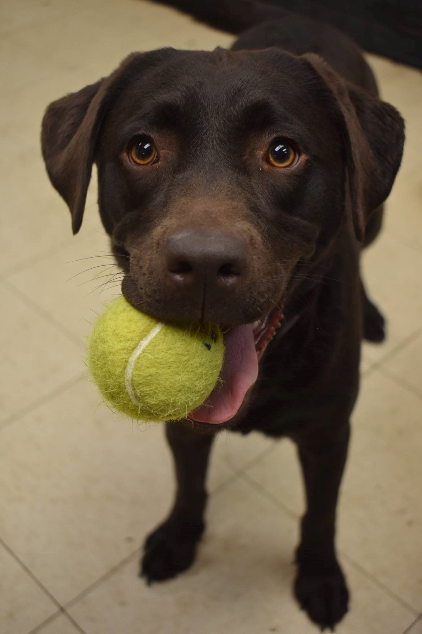 About Us Love Your Dog Buffalo & East Amherst, NY