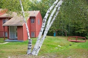 A red house with white trees in front of it