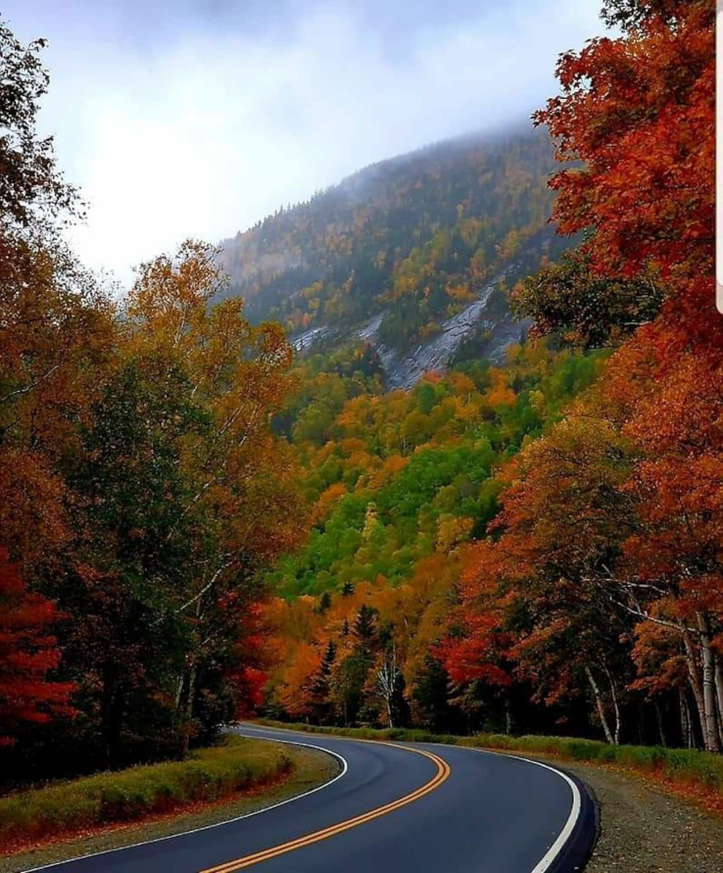 Fall Colours