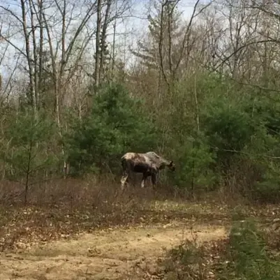 A moose is walking through the woods on a dirt road.