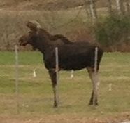 Moose