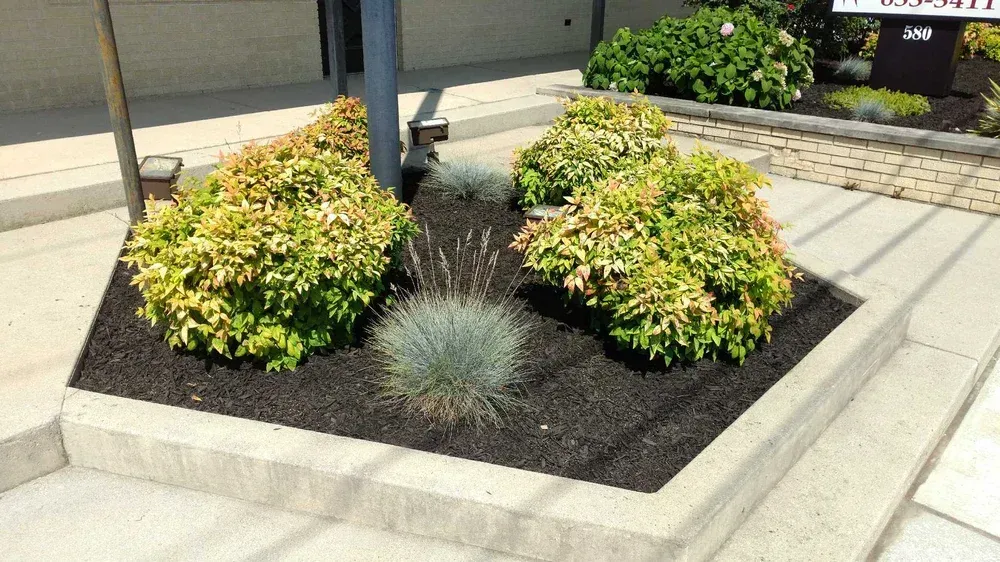 A concrete, hexagon-shaped planter bed with dark mulch, two green shrubs, and two spiky, silvery-blue ornamental grasses.