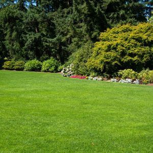 A sunlit green lawn in the foreground, bordered by a dense background of dark evergreen and light green deciduous trees.