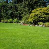 A sunlit green lawn in the foreground, bordered by a dense background of dark evergreen and light green deciduous trees.