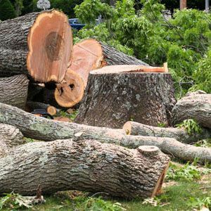 A freshly cut tree trunk and large wooden logs lie on the ground in a grassy area with green foliage in the background.