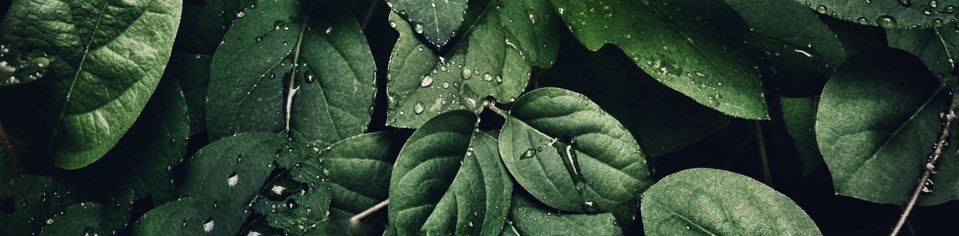 Close-up of vibrant green leaves with water droplets.