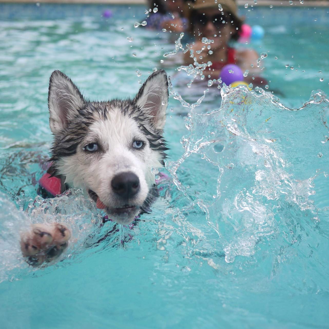 A husky dog is swimming in a swimming pool.