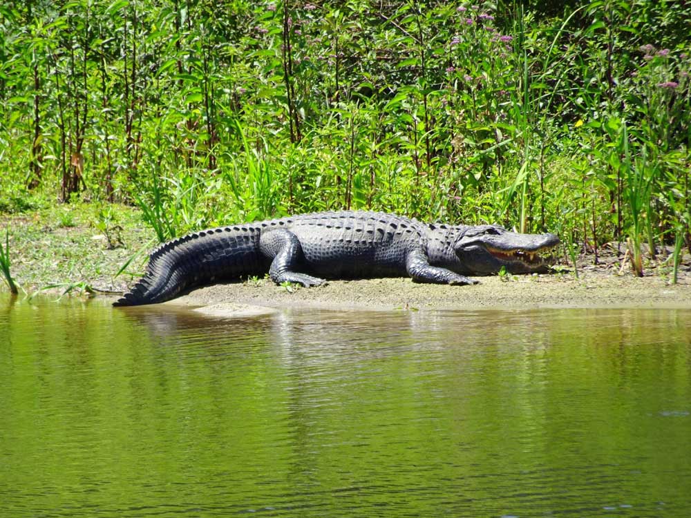 Alligator-on-river-bank