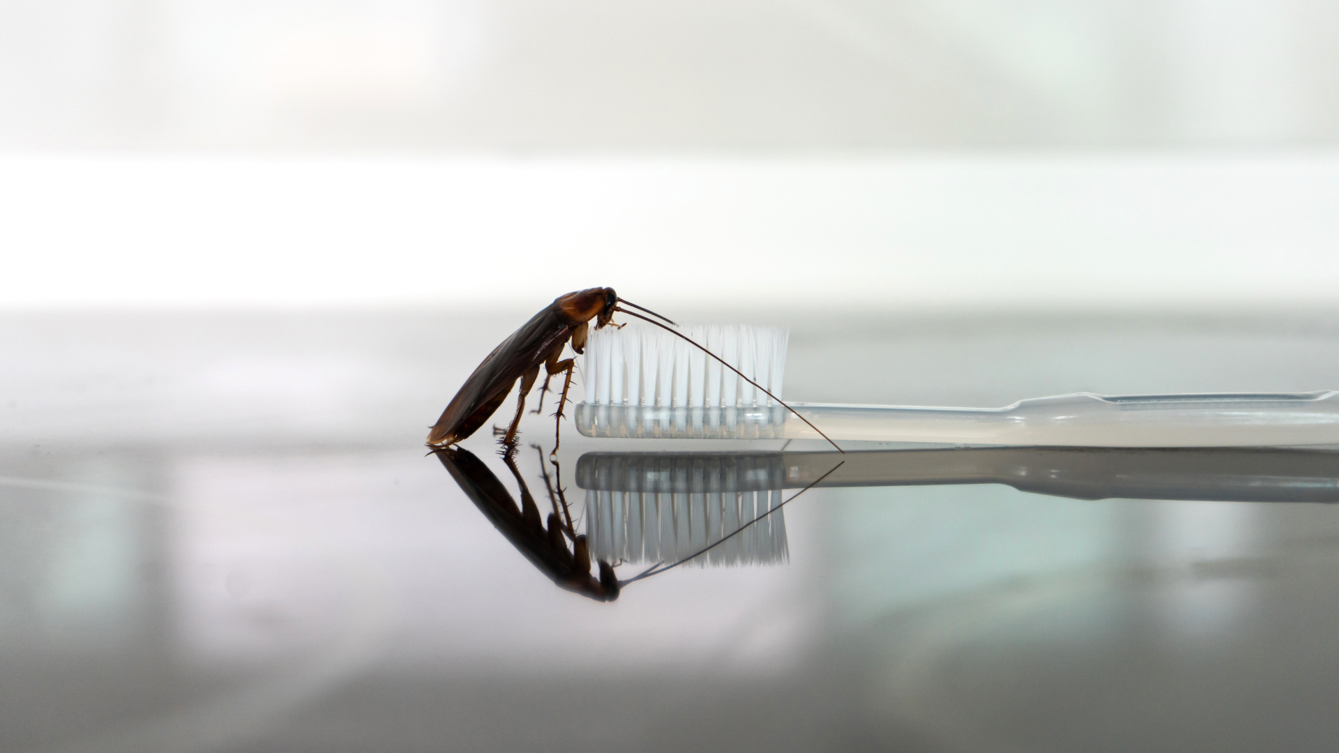 Cockroach on a white toothbrush.