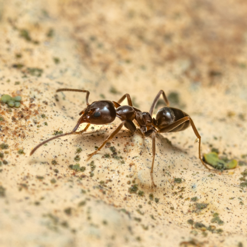 Brown ant on a tan surface, antennae extended.
