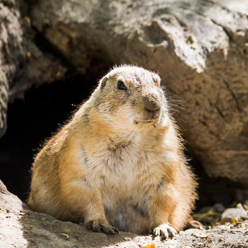 Prairie dog sits outside burrow, tan fur, looking alert.