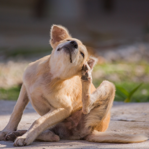 Tan dog scratching ear while sitting outside on concrete.