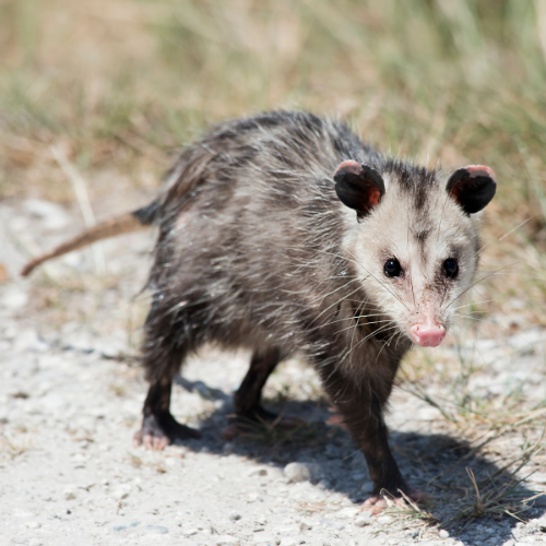 Opossum with gray fur, pink nose, and dark ears, walking on a gravel path.