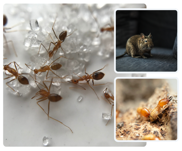 Ants feeding on sugar crystals; Degus on couch; Termites on wood.