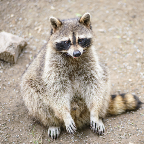 Raccoon with black mask sitting on dirt, looking forward. Has a striped tail and fluffy fur.