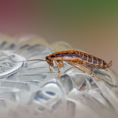 Cockroach on a clear, textured surface. Brown and tan insect with long antennae.