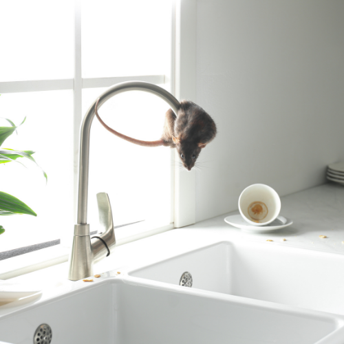 A rat hanging from a kitchen faucet, next to a sink with a tipped teacup.