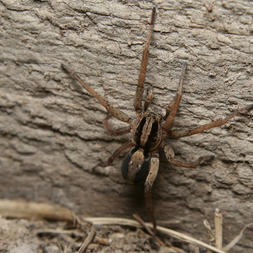 Brown wolf spider on textured wooden surface.